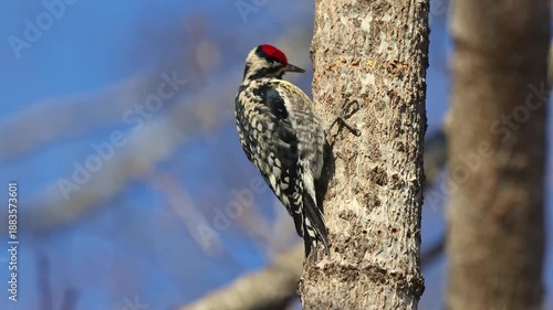 Yellow bellied sapsucker woodpecker cleaving to tree trunk pecking for sap and food. 