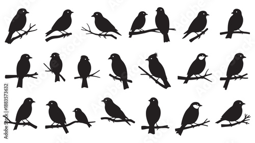 Collection of Silhouetted Birds Sitting on Tree Branches