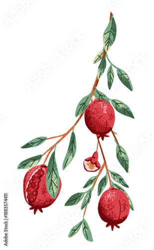 Long pomegranate branchwith fruit, seed, flowers and leaves on transparent background