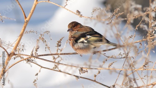 Finch Foraging In Winter Landscape, Active Finch Delicately Consuming Dried Seedheads In Snowy Environment