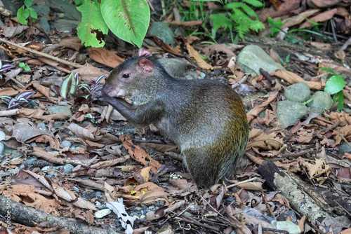 Schilderij op canvas An agouti eating a nut in Costa Rica