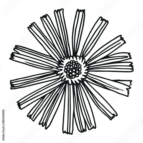 Hand-drawn arnica montana doodle illustration