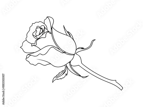 Rose flower line drawing on white background Keywords: rose, flower, floral, outline, line art