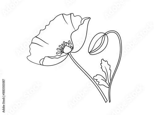 Single poppy flower and bud line drawing stem leaves