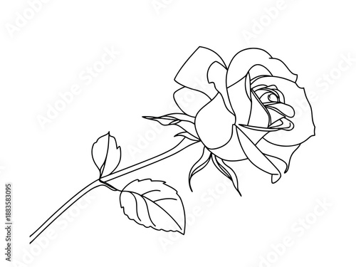 Single rose flower line drawing on white background
