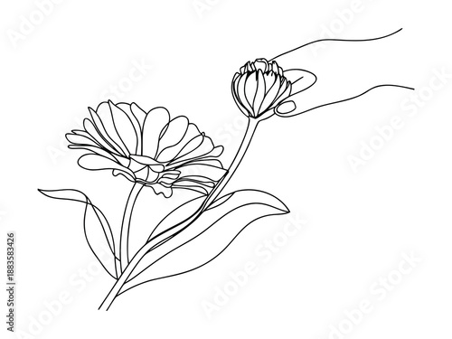 Hand Touching Flower Bud Next to Bloom in Line Drawing