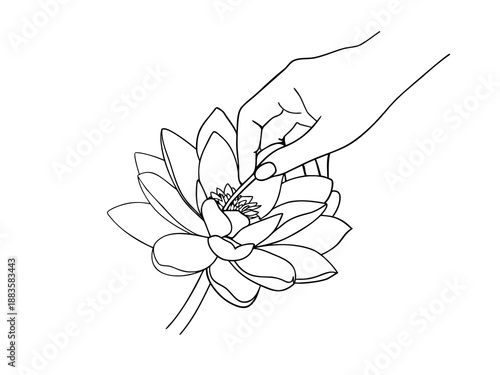 Hand touching lotus flower line drawing on white background Keywords: hand, lotus, flower