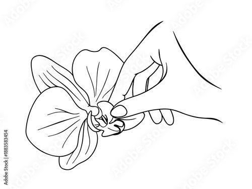 Hand Touching Orchid Outline Drawing Keywords: hand, orchid, flower, touching, outline, drawing