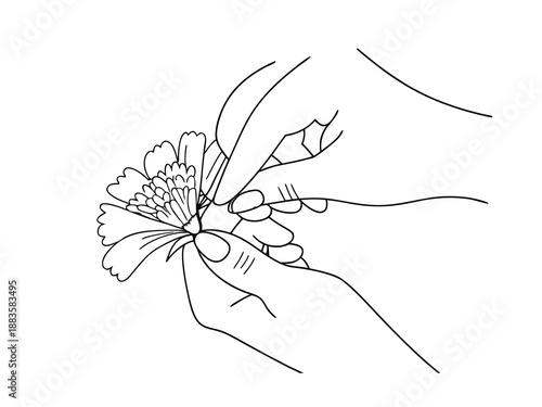 Hands Arranging Flower Outline Drawing Keywords: hands, flower, arranging, outline, drawing, line