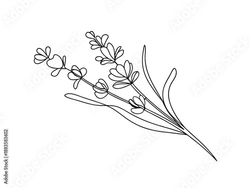Line art illustration of lavender sprigs herb plant