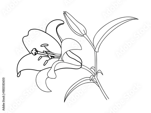 Line art of a lily flower and bud on white background