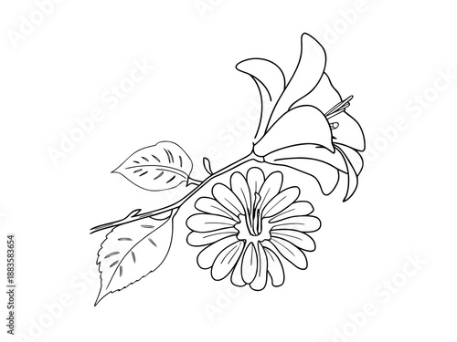 Line art of a lily flower and a daisy with leaves stem