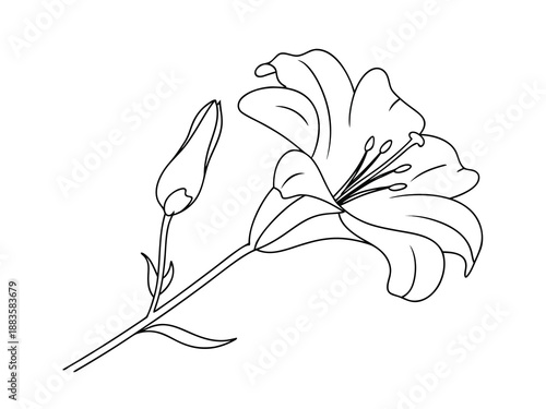 Line art of a lily flower and bud on white background
