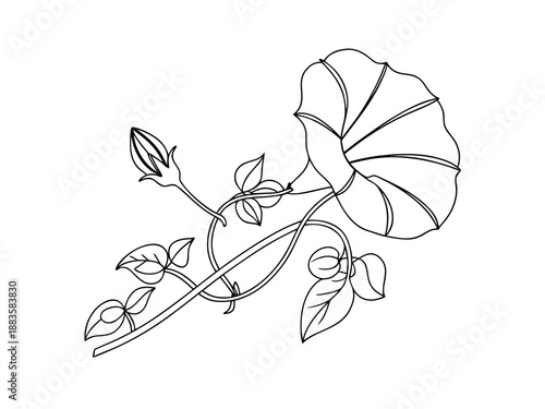 Morning glory flower and bud line art floral bloom