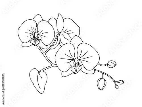 Orchid flower branch line art floral bloom