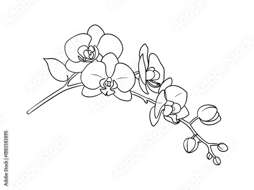 Orchid flower branch line drawing on white background