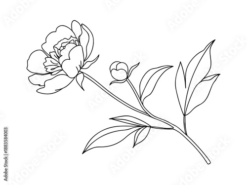Peony Flower and Bud Line Art bloom petals