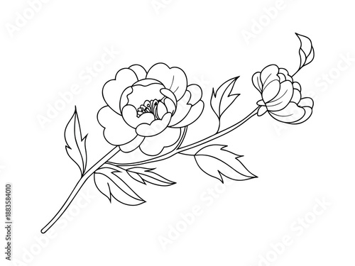 Peony flower branch line art floral bloom