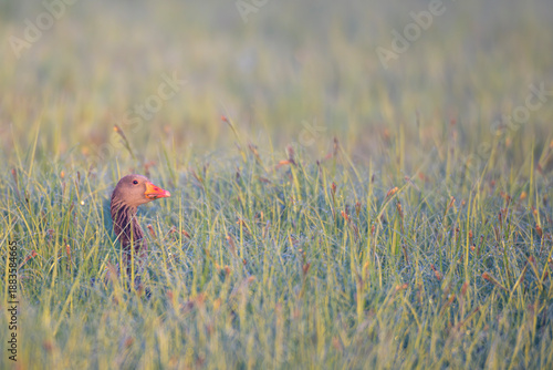 Wallpaper Mural graugananser greylag goose Torontodigital.ca
