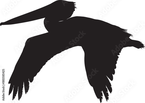 Flying Pelican Silhouette in Dramatic Pose with High Contrast Lighting on White Background for Wildlife Illustration