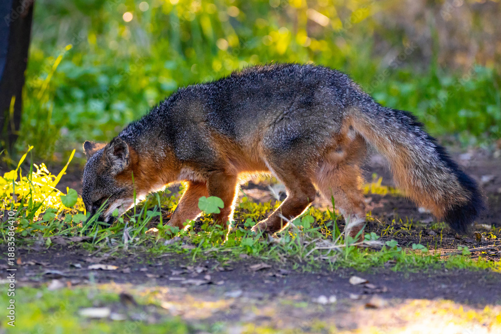 Fototapeta premium Island Fox Foraging on Santa Cruz Island