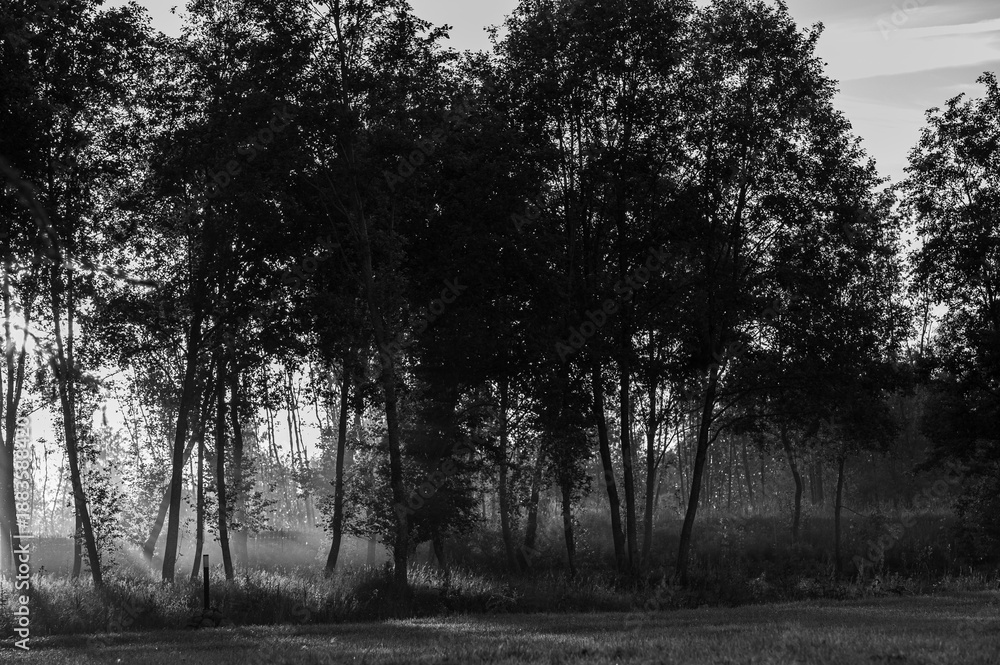 Naklejka premium evening sun light behind the trees