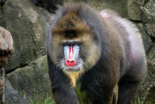 Naklejka Mandrill 