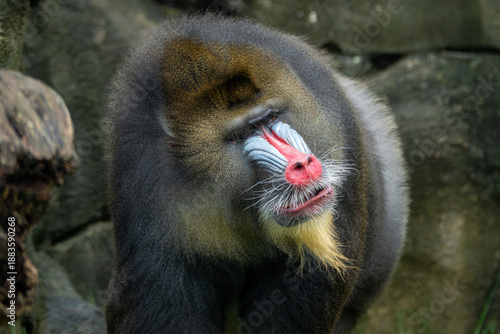 Naklejka Mandrill 