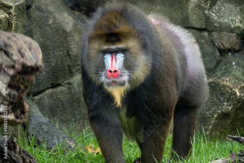 Naklejka Mandrill 
