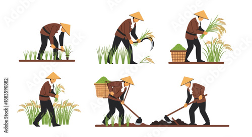 vietnamese farmers harvesting rice in paddy fields showing various stages of agricultural labor