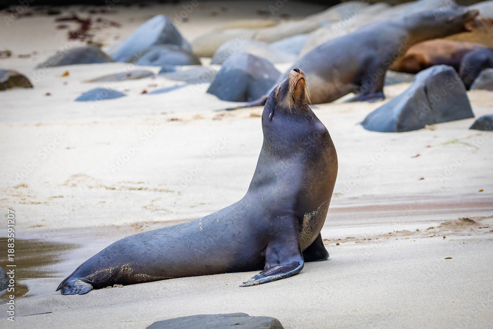 Fototapeta premium Alpha sea lion resting on La Jolla Cove