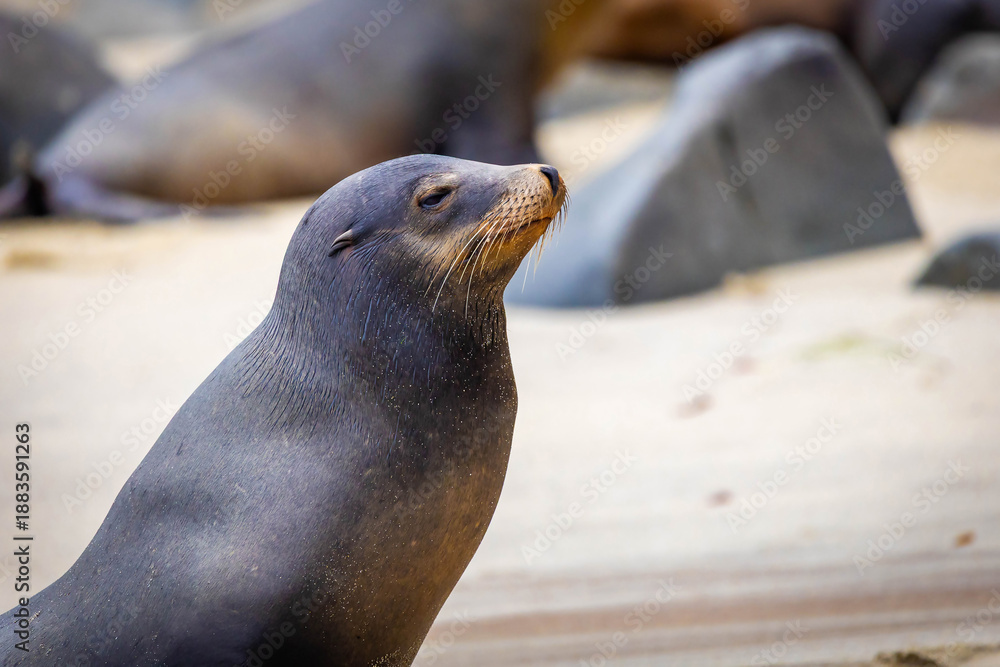 Fototapeta premium Alpha sea lion resting on La Jolla Cove