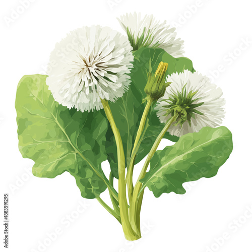 Minimal 2D flat vector of a Dandelion Greens, icon-style illustration on a white background