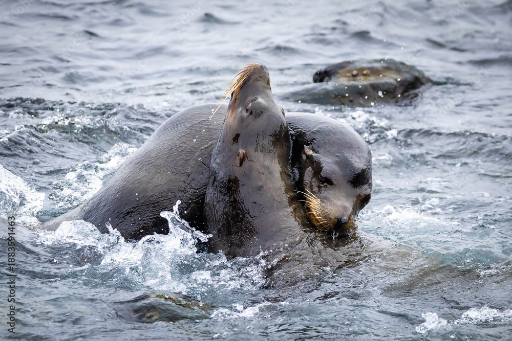 Naklejka premium Male sea lions fighting in water La Jolla Cove
