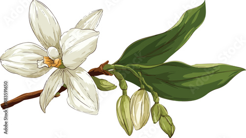 Beautiful Vanilla Flower Bloom Clipart - Vector Art and Illustration