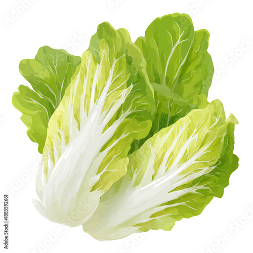 Simple flat 2D vector graphic of a Endive in modern icon style, isolated on a white canvas