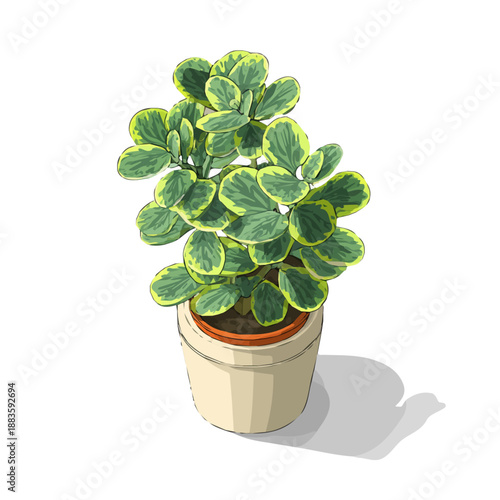 Minimalist 2D vector icon representation of a Cast Iron Plant, displayed on a pure white background