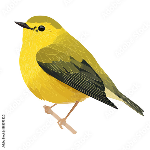 Tableau sur toile Warbler, presented as a modern flat 2D vector icon graphic on a white background