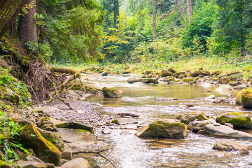 Wallpaper Mural The river flows through a dense coniferous forest.
 Torontodigital.ca