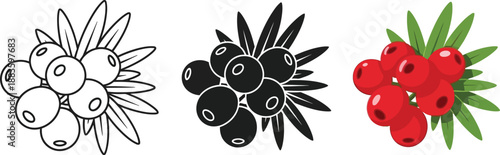 Set of berry icons including outline silhouette and colorful vector illustrations for nature and food design