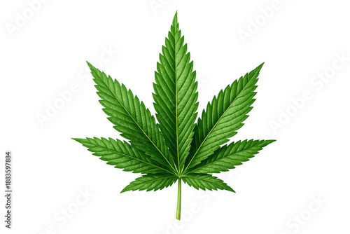 Cannabis leaf illustration displaying a vibrant green marijuana plant representing health, wellness, and natural medicine, transparent background