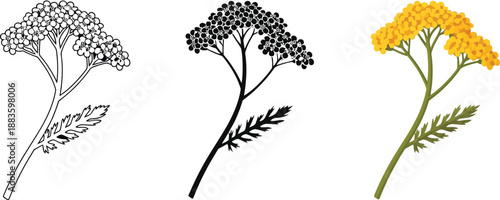 Collection of Yarrow flower illustrations including line art silhouette and full color vector graphics for botanical and design projects
