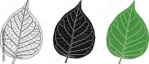 Collection of three detailed leaf illustrations outline silhouette and colored vector graphics for nature and design concepts isolated on white