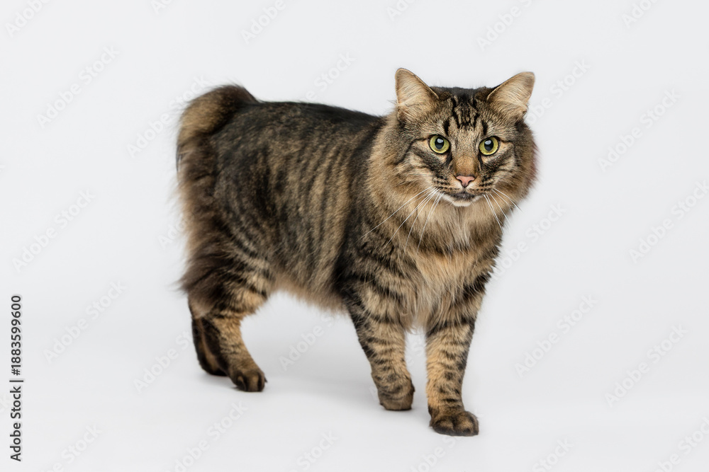 Obraz premium Cat in Studio