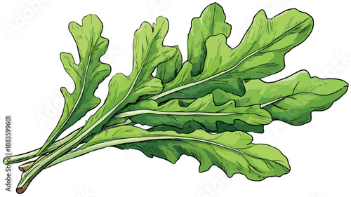 Vibrant Arugula Cartoon Style Vector Illustration for Fresh Food Concepts