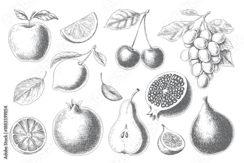 Hand drawn vintage fruit engraving collection. Vintage fruit sketch set in retro style.