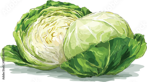 Cabbage Cartoon Style Vector Illustration for Creative Projects
