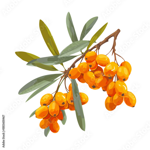 Sea Buckthorn, 2D flat vector illustration in icon style, isolated on a white background