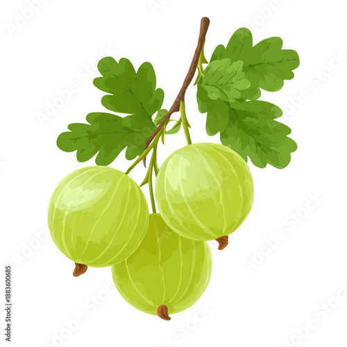 Flat-design 2D vector artwork of a Indian Gooseberry Amla, styled as an icon and isolated against white background