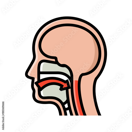 An anatomical vector illustration showing a medical cross-section of the human head, mouth, and throat area.